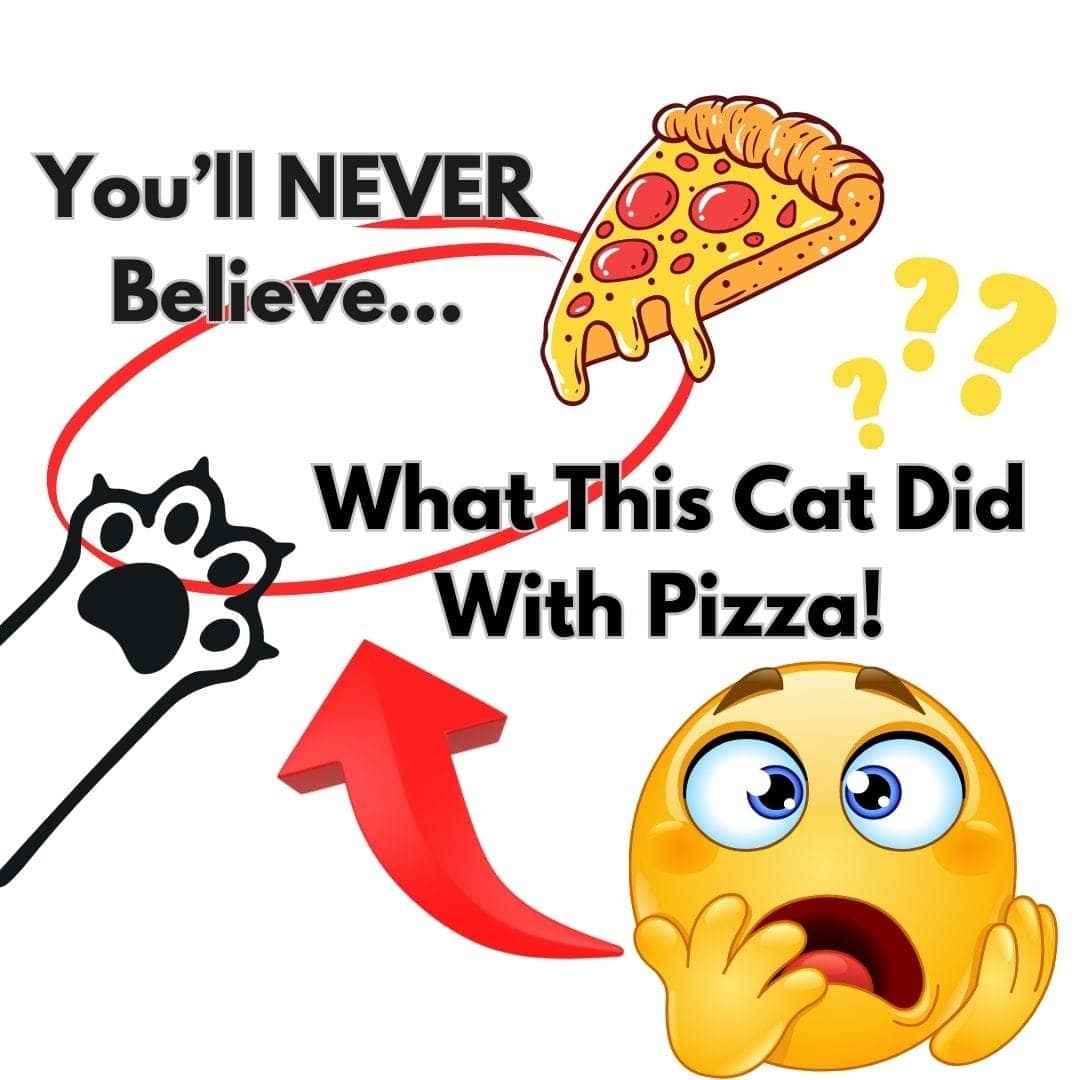 The cat and the pizza headlines and image