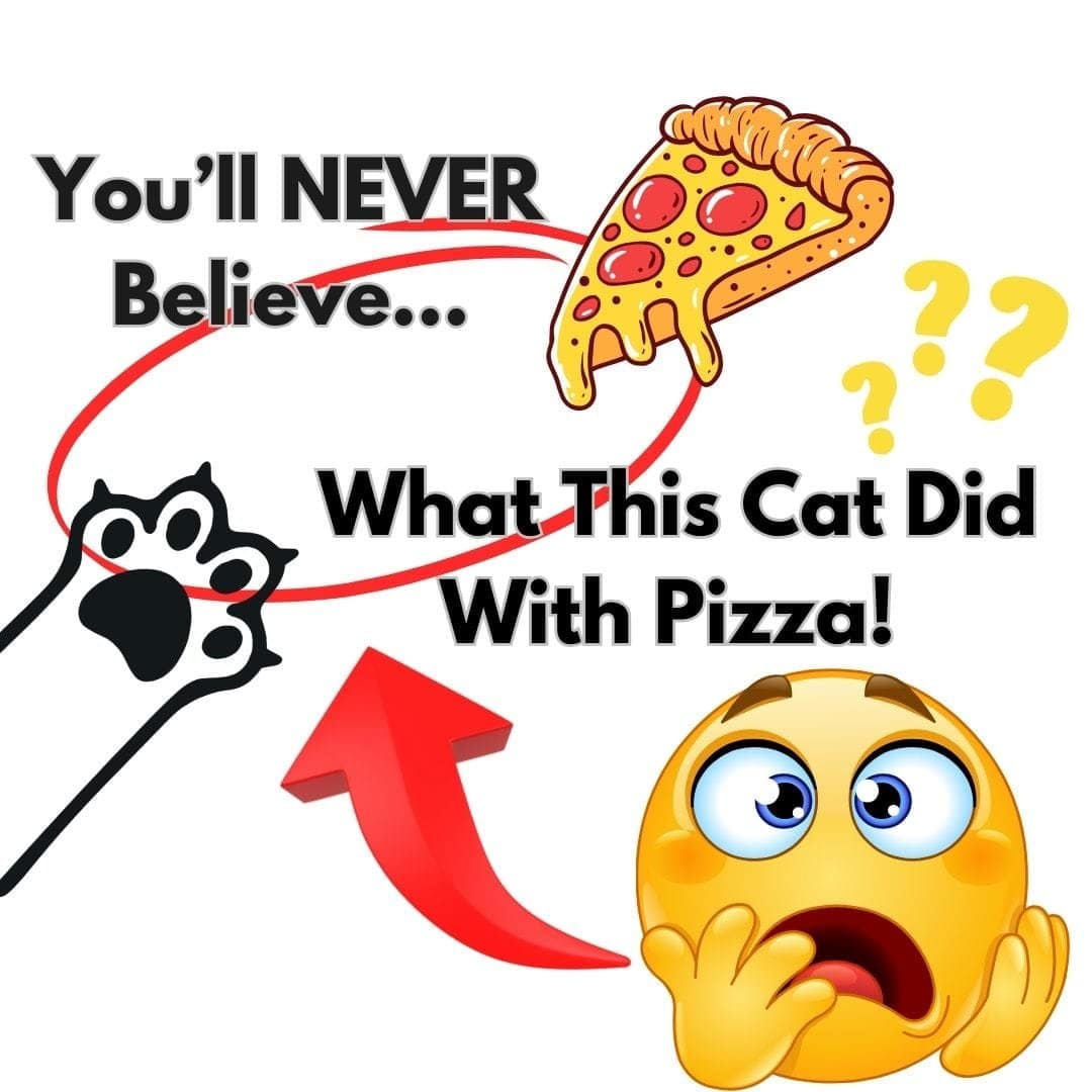 The cat and the pizza