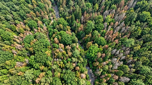 Tree Health Analysis Using Ai Tree Health Analysis Using Ai
