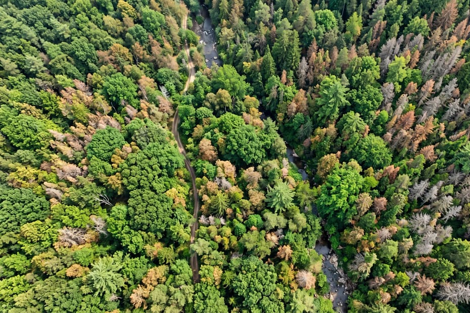 Tree Health Analysis Using Ai
