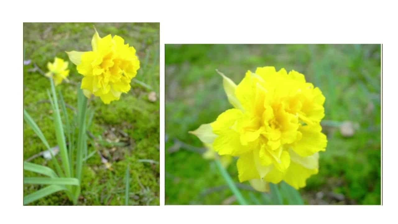 Daffodils