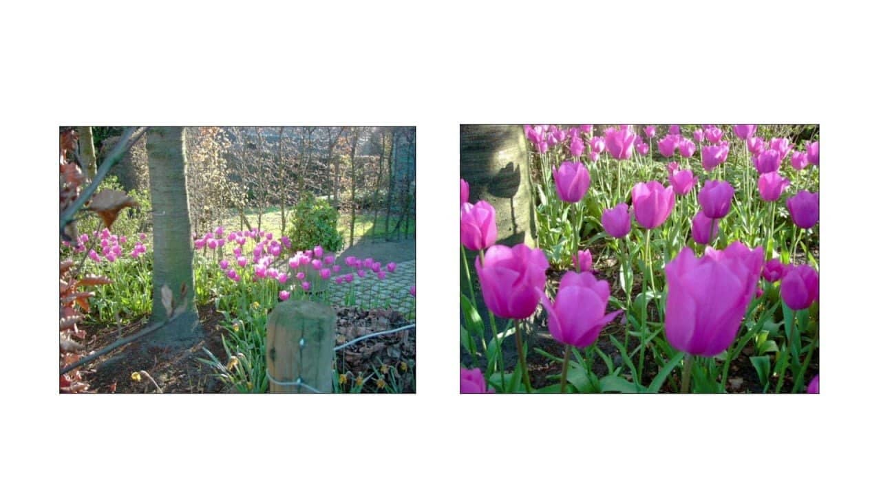 Tulips