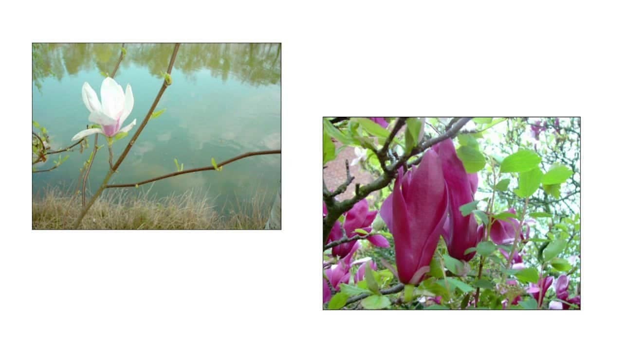 Magnolia