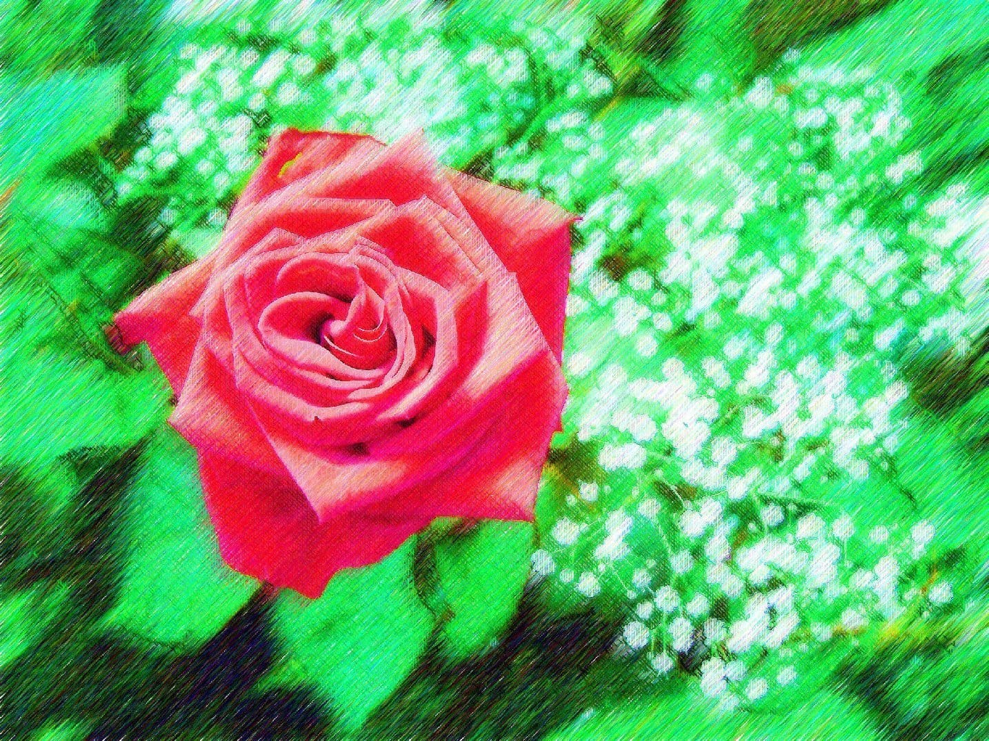 The rose