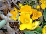 Crocus flowers