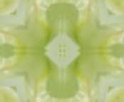 Backdrops - Variety -Pollen
as  background and paperwall for all kind of use and occasions