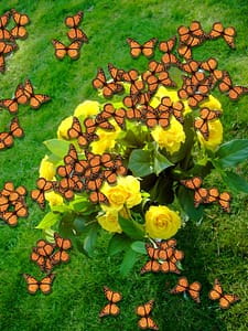 Monarchs and roses