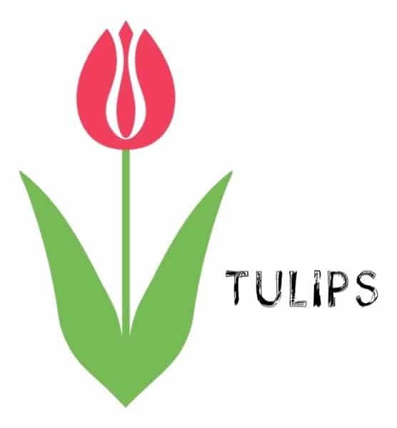 Tulips