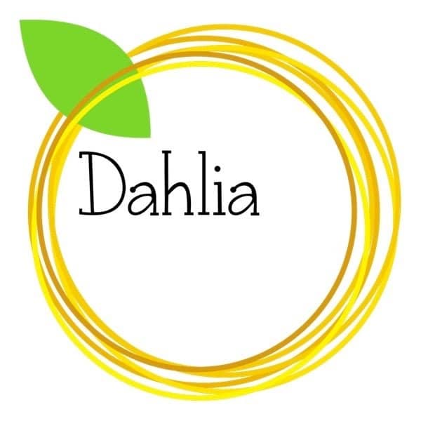 Dahlia - Dahlie