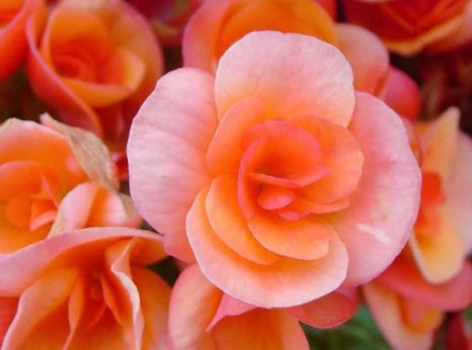 Begonia