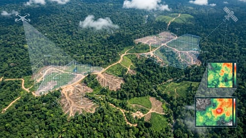 How AI Helps Combat Deforestation How AI Helps Combat Deforestation