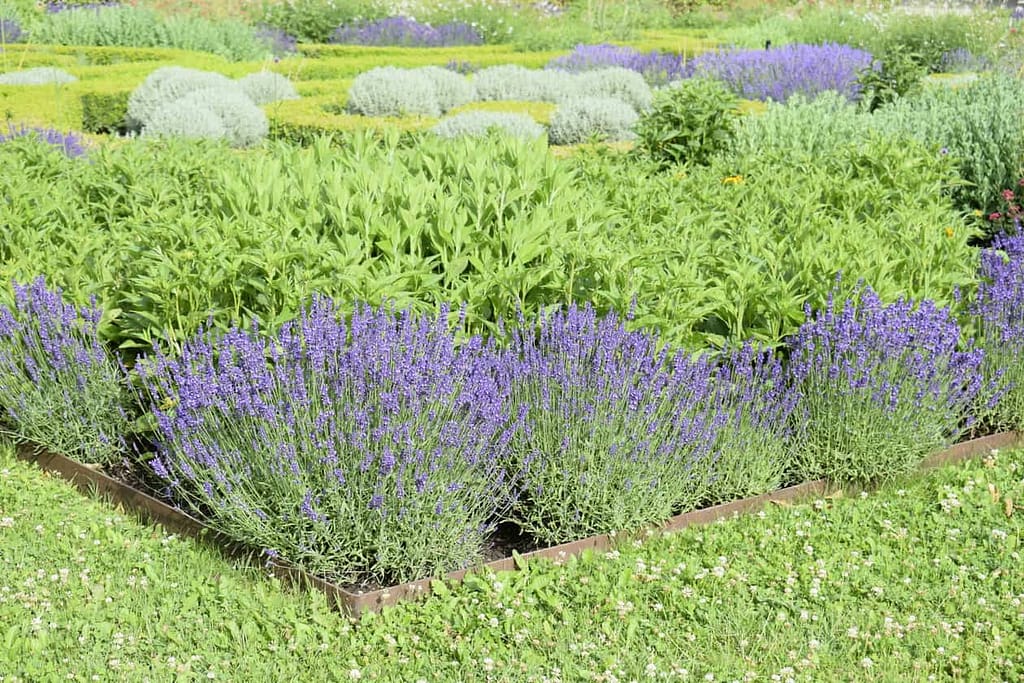 How to plant lavender How to plant lavender. Gardening is not just an art, it is daily practice and following advice from the best.Some tips and guidelines by a famous horticulturist