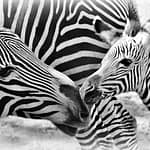 The colors of an eyebrow Zebra fleek