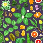 What are botanicals What are botanicals. Plants tused for medicinal, culinary, or cosmetic purposes like lavender
