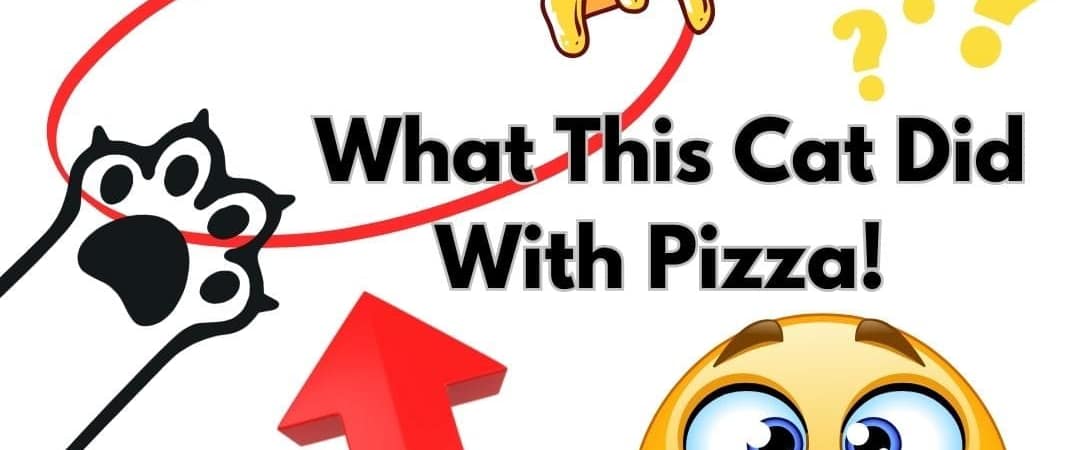The cat and the pizza headlines and image 1 The cat and the pizza headlines and image
