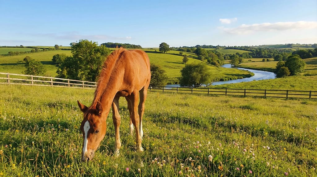 Best Practices For Training A New Horse