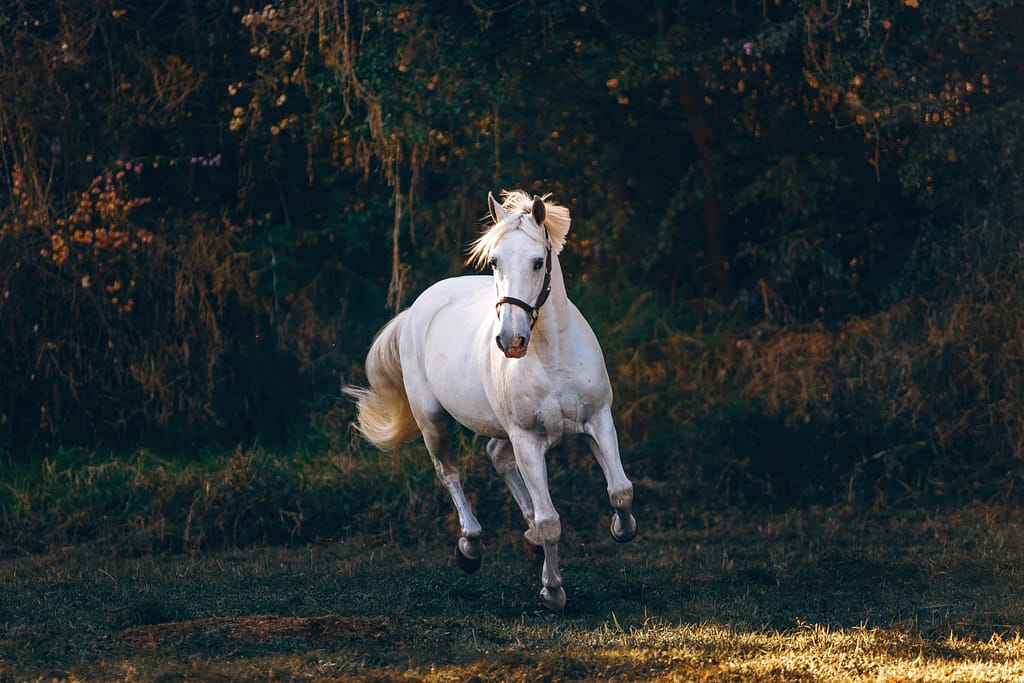 Chwals for the love of horses