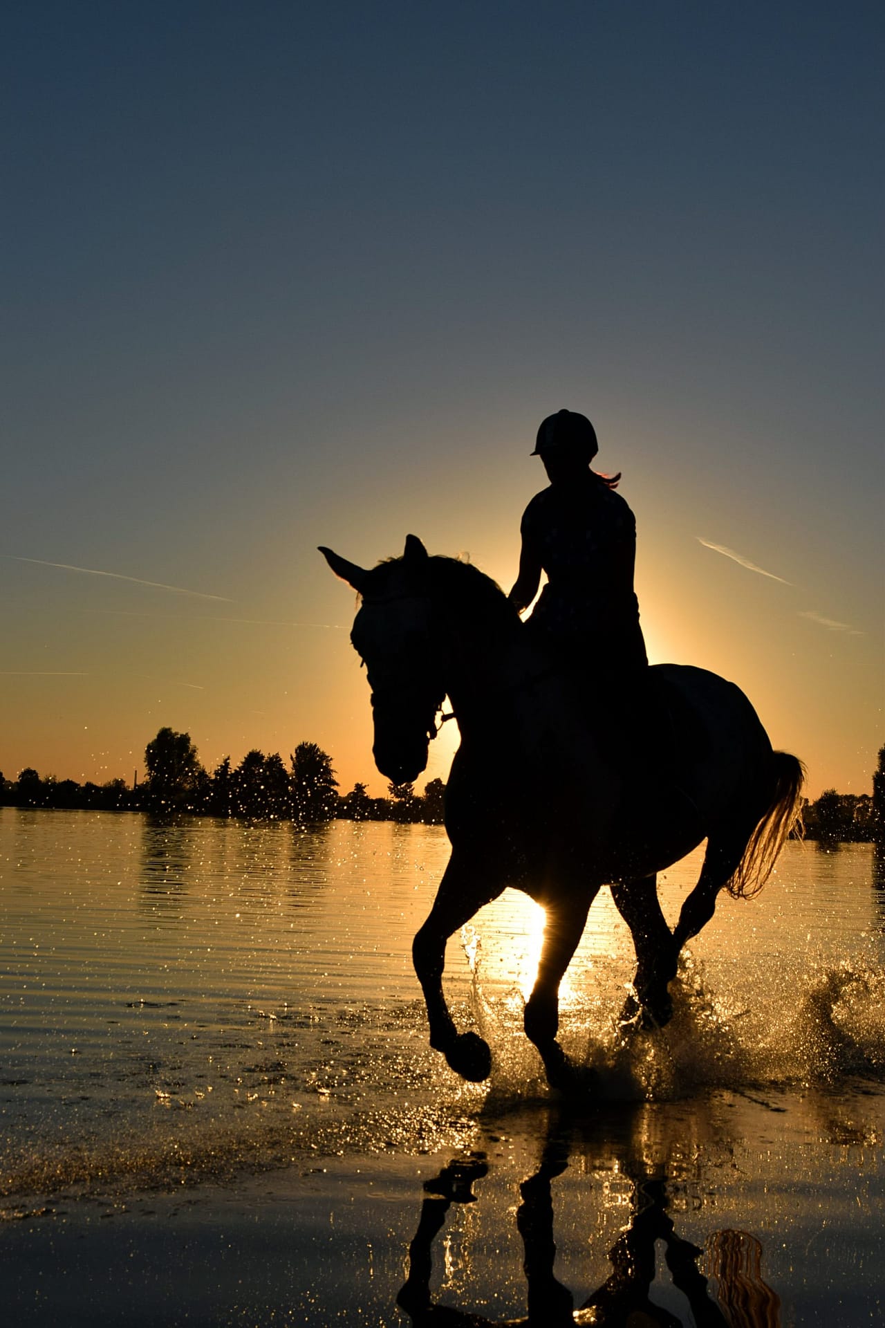 Chwals - Empowering Your Equestrian Passion Online