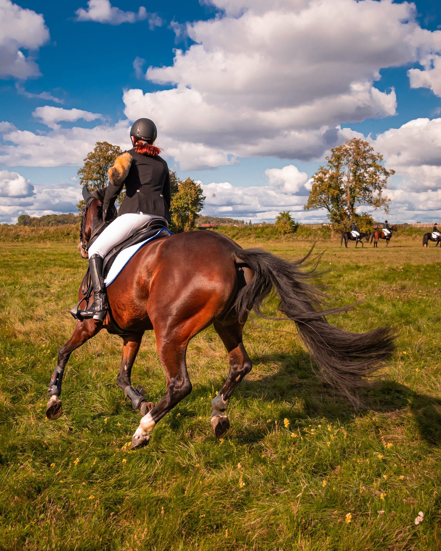 Chwals - Empowering Your Equestrian Passion Online