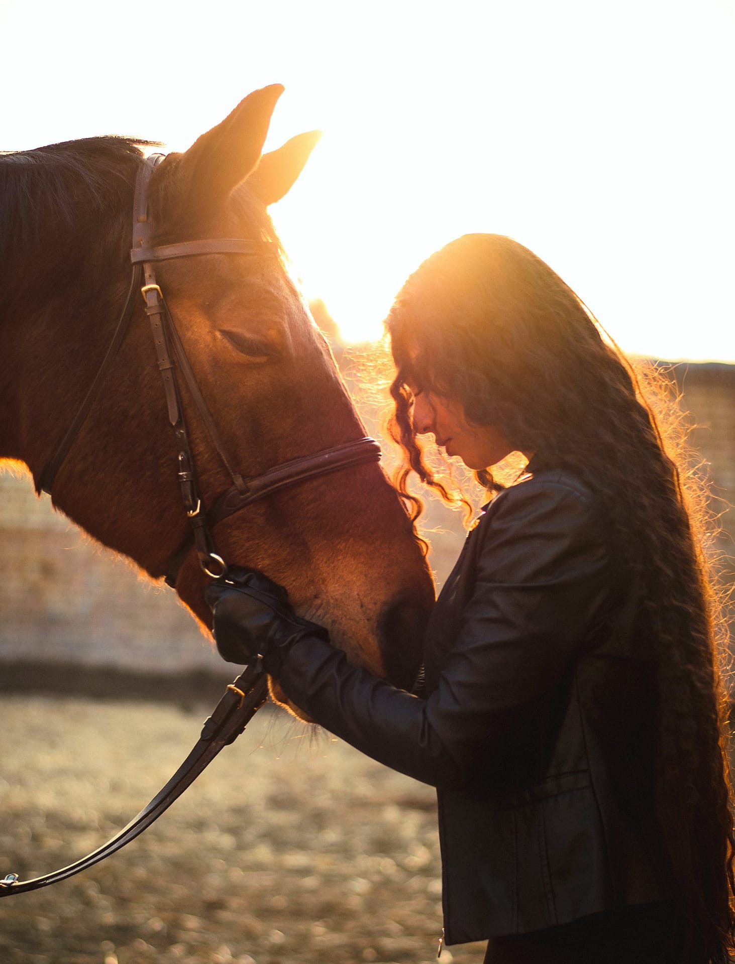 Chwals - Empowering Your Equestrian Passion Online