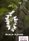 The acacia tree - sacred wood