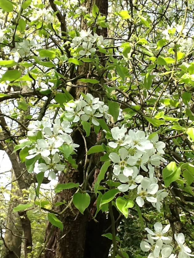 Apple blossom

Tips for trees. The how, where, when for planting, growing and nurturing our best friends. Nurture the forest!