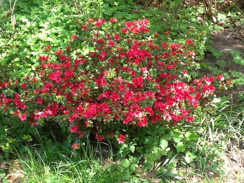 Genus of azalea