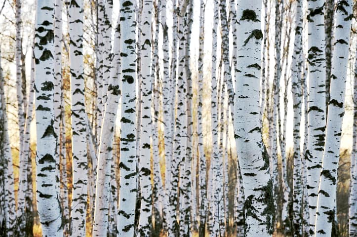 Birch tree – the colorfast bark. The beauty of its endless forests in Eastern Europe reflecting light and lightness. 