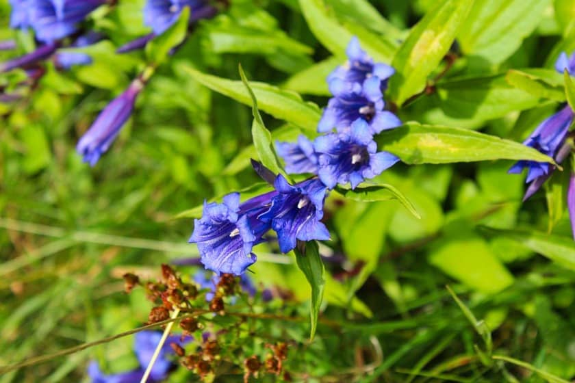 The bluebells of Hallerbos