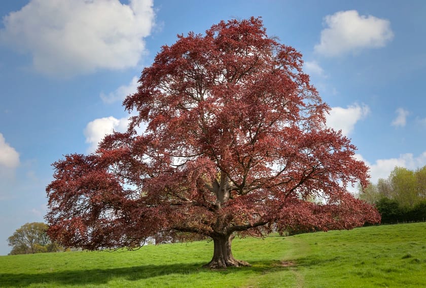 Copper Beech Tree