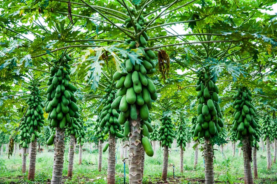 Papaya tree blessings, a story. Botanical , growing tips, key facts about fruit and seeds.