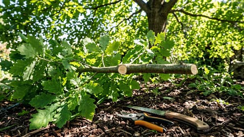 The Importance Of Pruning Trees Correctly The Importance Of Pruning Trees Correctly