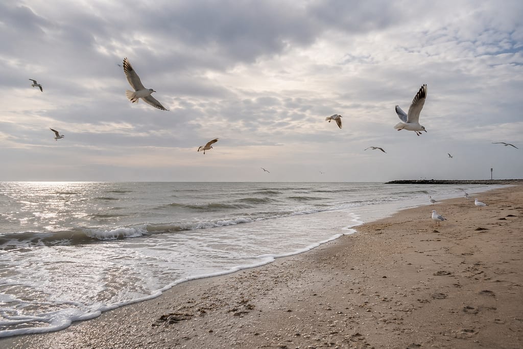 de tram en de belgische kust het strand, de zee en de meeuwen