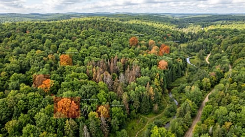Can AI Help In Identifying Tree Diseases Can AI Help In Identifying Tree Diseases