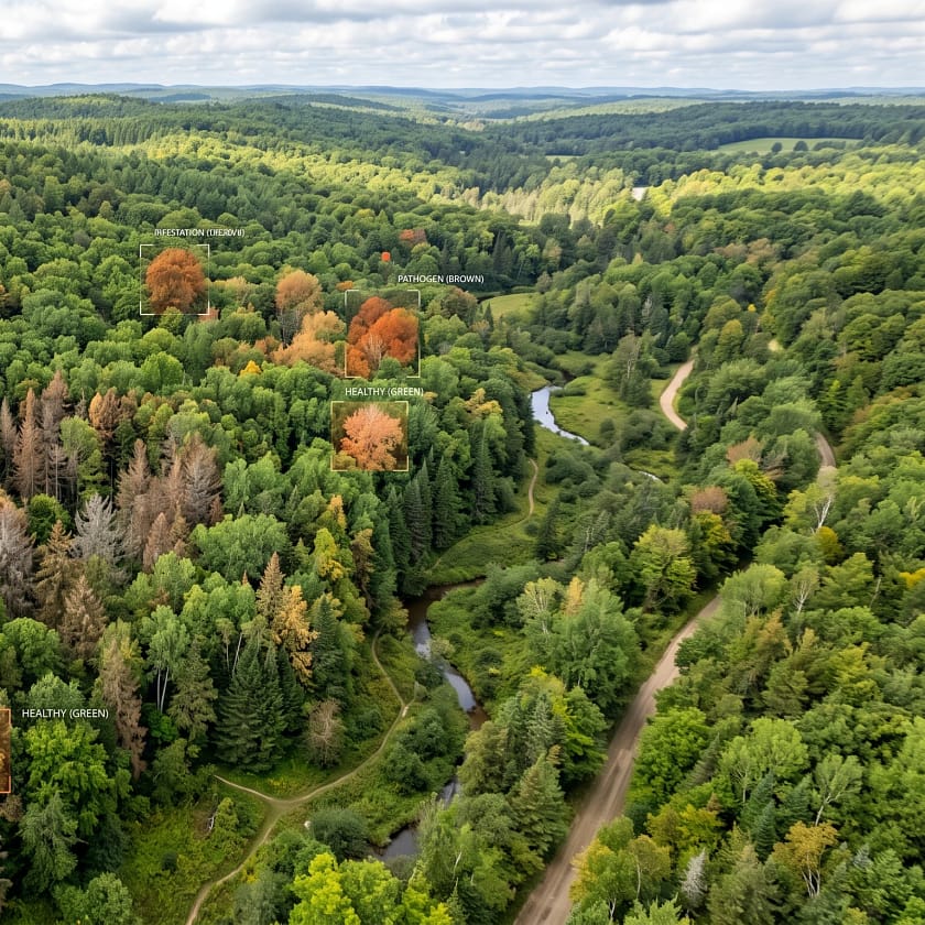 Can AI Help In Identifying Tree Diseases Can AI Help In Identifying Tree Diseases