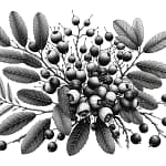 A coloring page with a holly branch