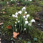 The budding spring