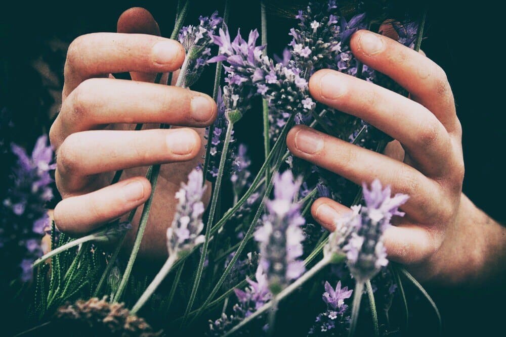 Historical Uses Of Lavender In Herbal Remedies