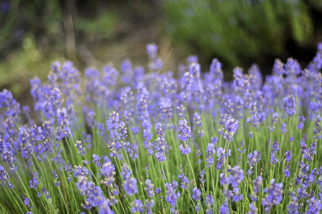 Daily Benefits And Solutions Improve The Quality Of Your Life Daily Benefits And Solutions do Improve The Quality Of Your Life. My article explains the amazing benefits and the importance of using lavender oil each day.