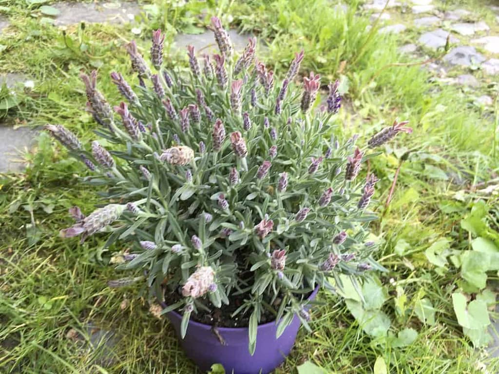 Daily Lavender Oil Solutions