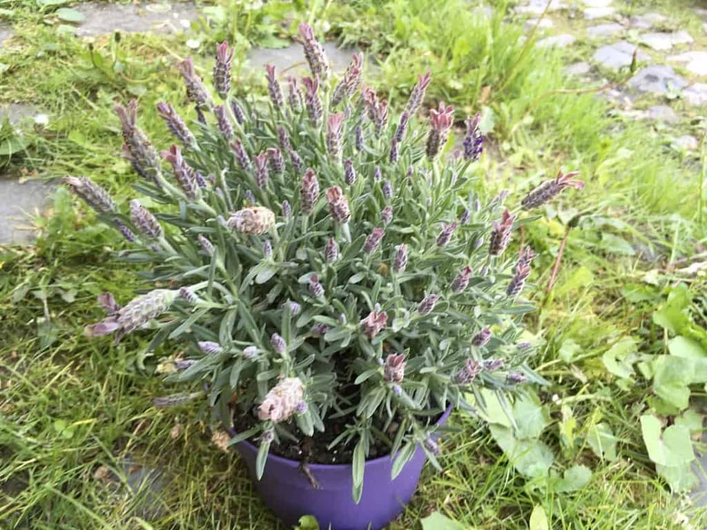 The fragrance of lavender Daily Lavender Oil Solutions