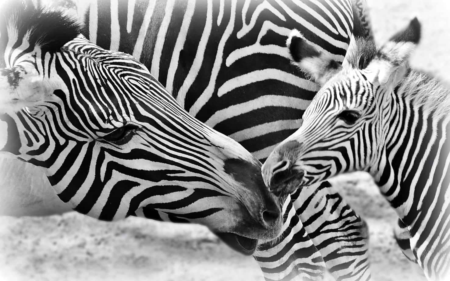 Zebra fleek