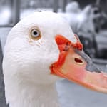 Wit is in the eye