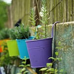 Daily Lavender Oil Solutions