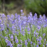 Lavender flower field