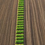 Cover Cropping and Crop Rotation: The Importance of Sustainable Soil Management