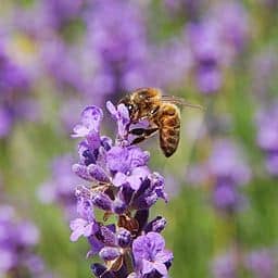 daily lavender oil solutions