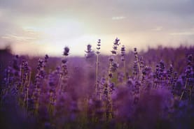 Lavender  A Sturdy Plant Made Of Sweet Oil that gives us a sense of calm through the day. 