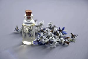 Lavender  A Sturdy Plant Made Of Sweet Oil that gives us a sense of calm through the day. 