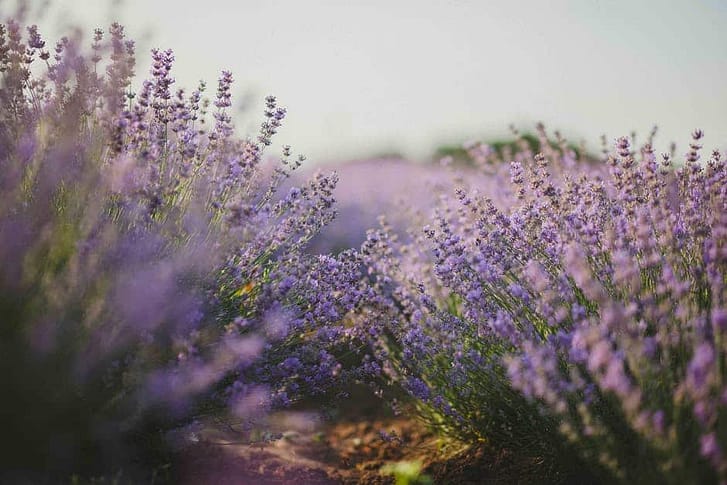 Lavender Oil Companies To Trust And Studies To Review Most essential oils are distilled and some companies add different scents and additives into the final product. These oils do not have the same effect and benefit as a pure, true 100% oil. My focus is to provide a list of reliable companies that are trustworthy